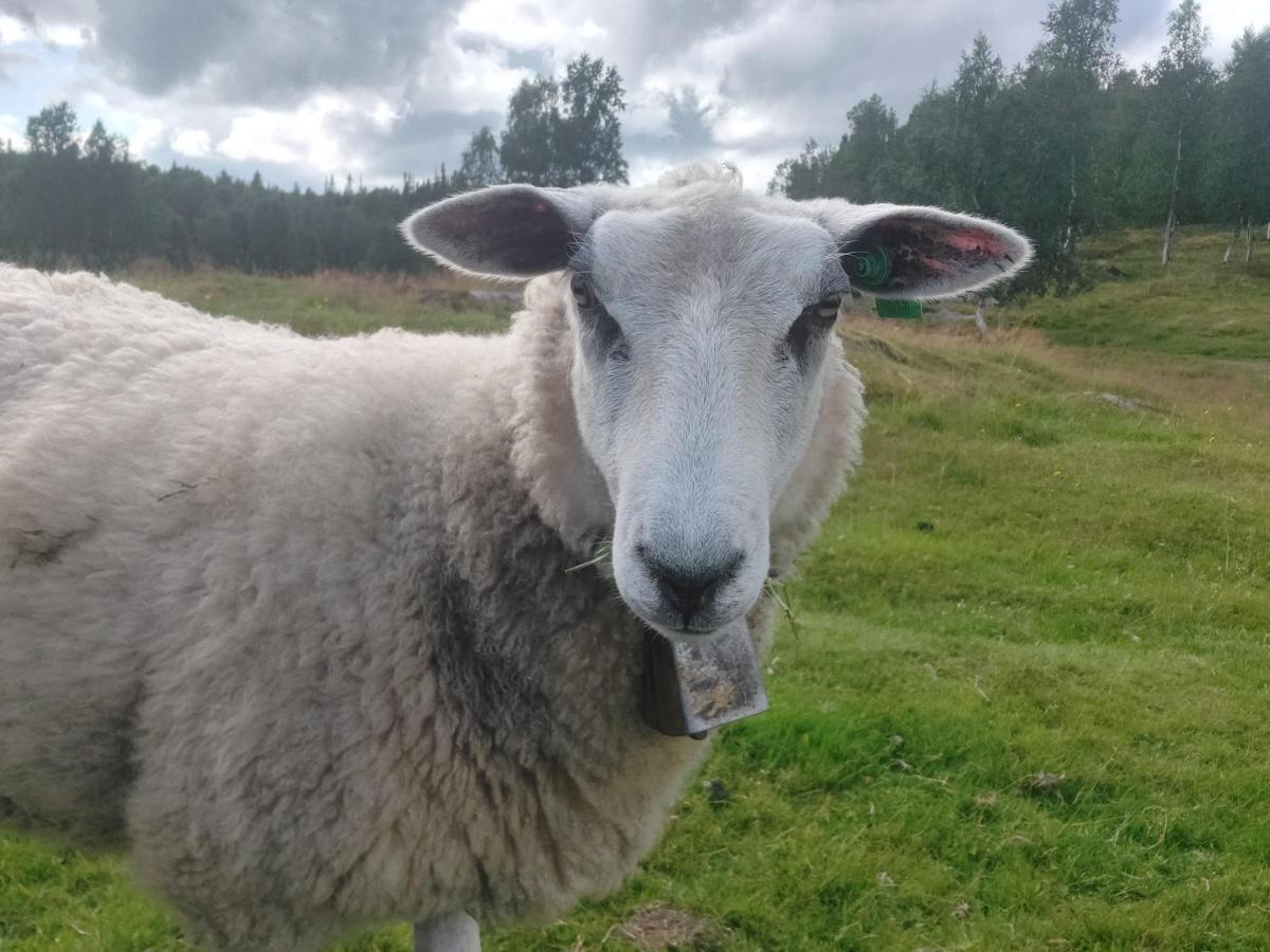 Villmarksgard Tommerstue Hattfjelldal Zewnętrze zdjęcie